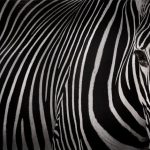 Il bianco e il nero sono colori?