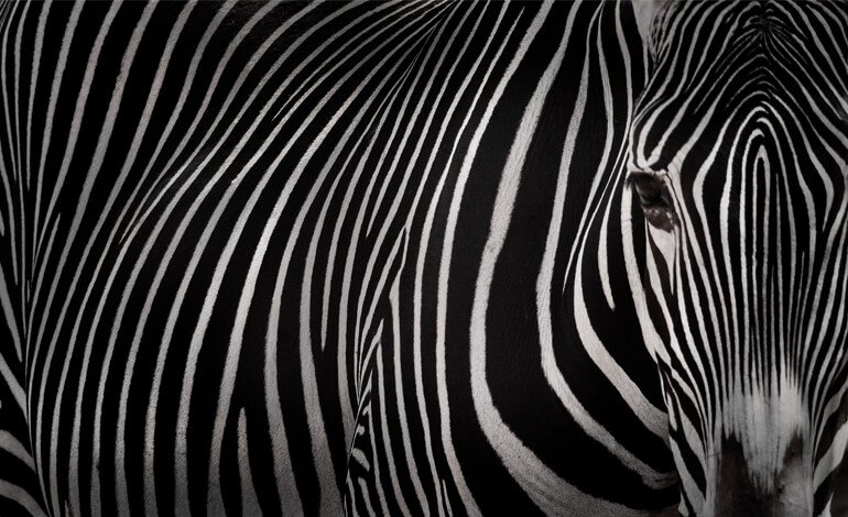 zebra